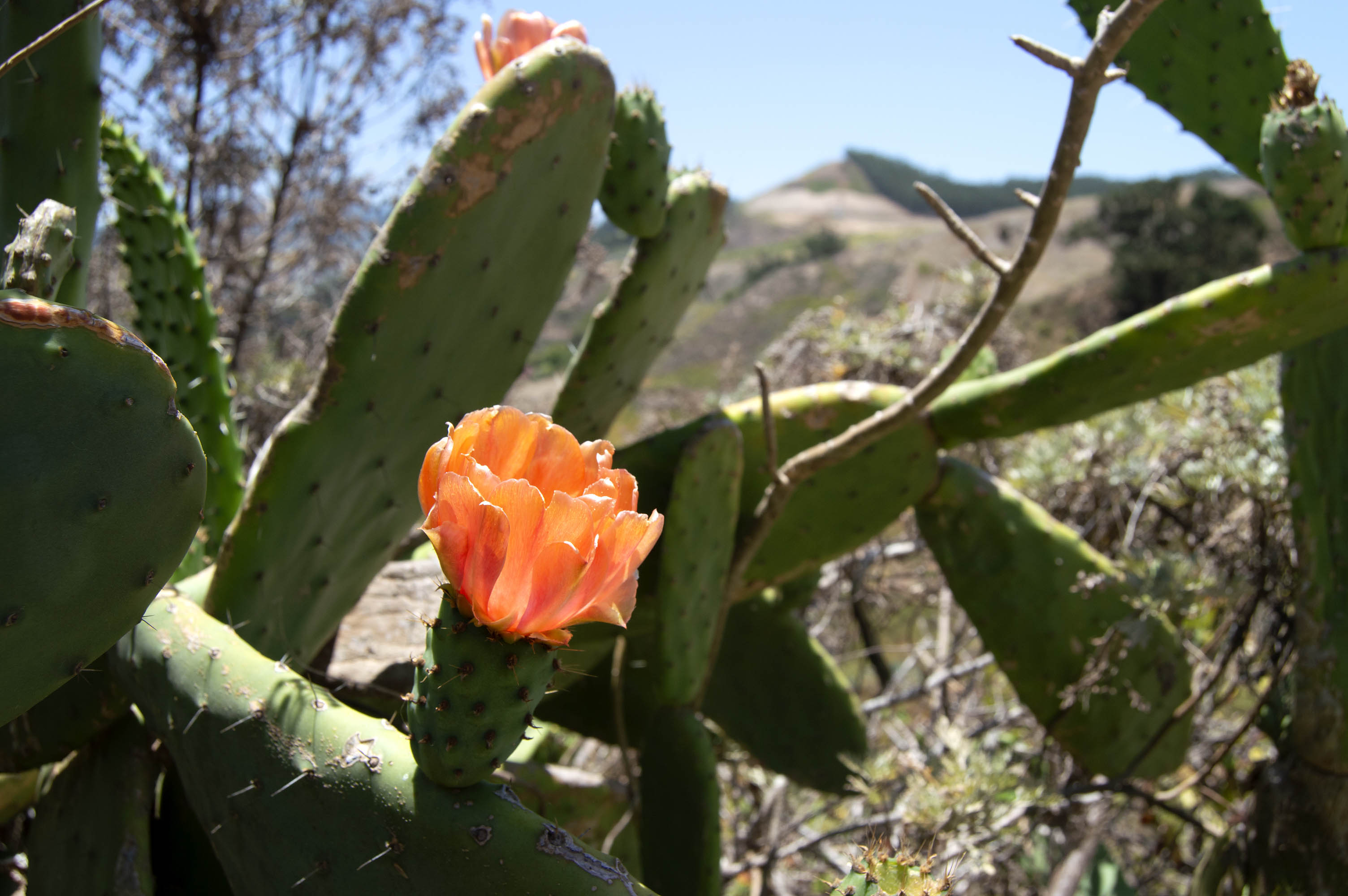 Galería botánica