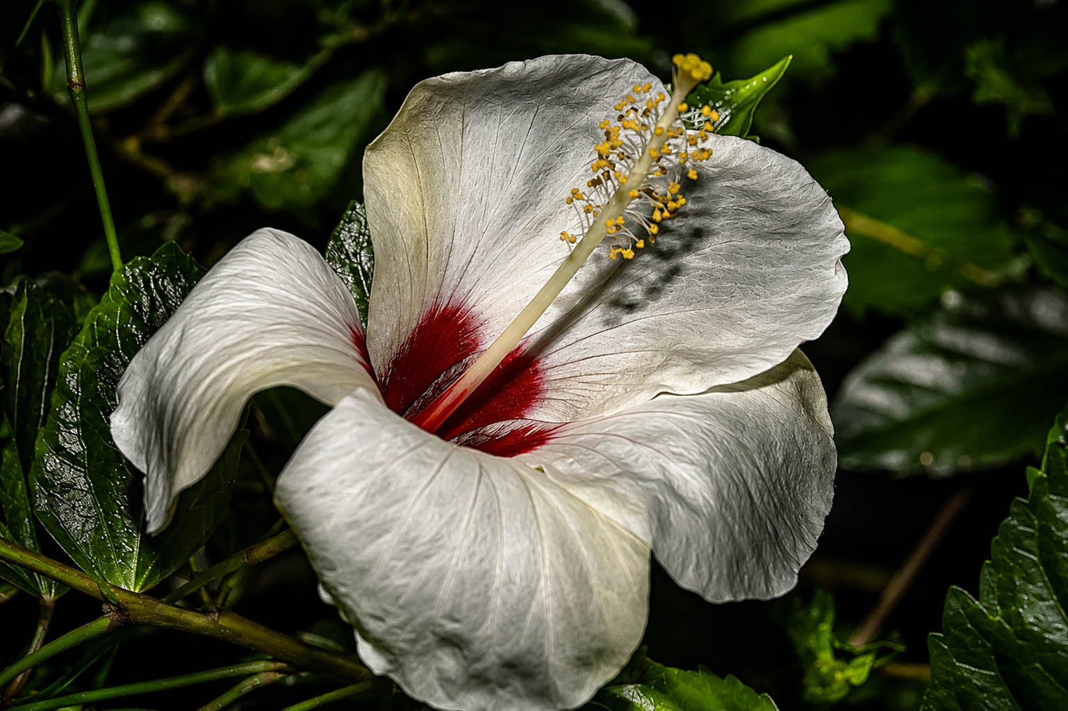 Hibisco blanco