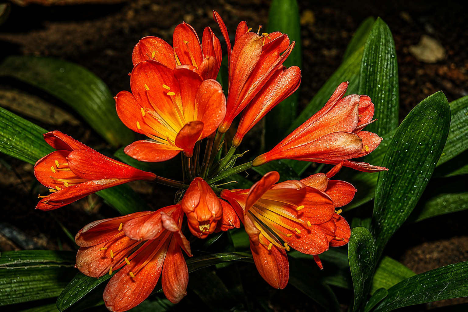Clivia en flor