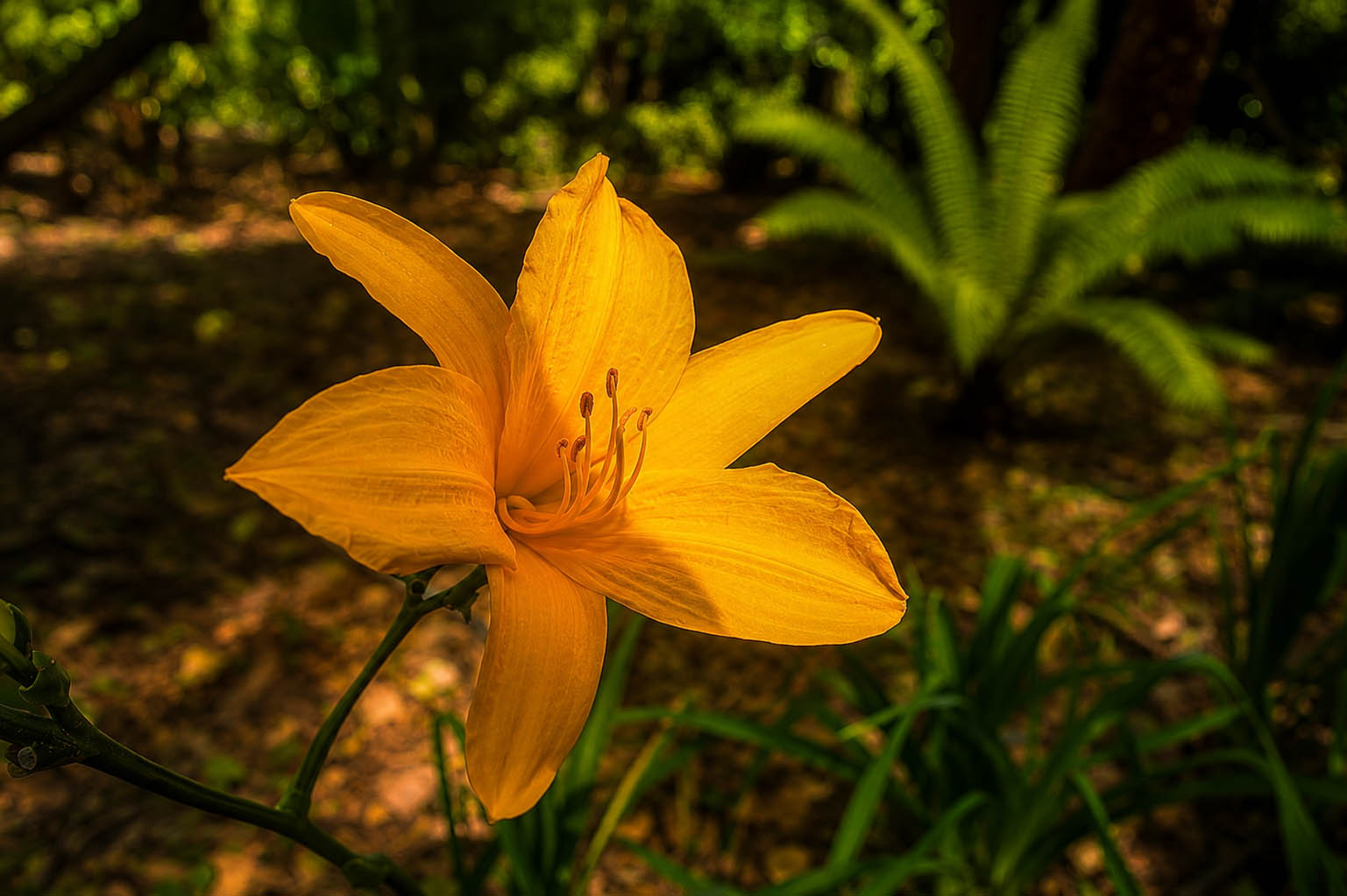 Lirio amarillo silvestre